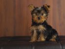 fond-ecran_chiens_6