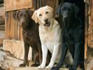 fond-ecran_chiens_7