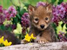 fond-ecran_chiot