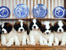 fond-ecran_chiots_01