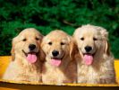 fond-ecran_chiots_02