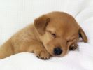fond-ecran_chiots_03