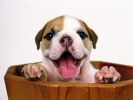 fond-ecran_chiots_04