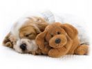 fond-ecran_chiots_05