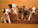 fond-ecran_chiots_07