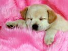 fond-ecran_chiots_08