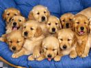 fond-ecran_chiots_09