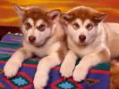 fond-ecran_chiots_couple