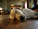 la-sieste_chien-endormi