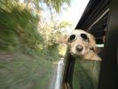 le-chien-qui-voyage