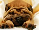 plisse_fond-ecran_chiens_2
