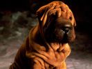 plisse_fond-ecran_chiens_8