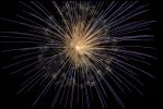 feu-artifice-nouvel-an