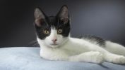 serie-one_nos-amis-les-chats_HD_11