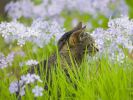 serie-one_nos-amis-les-chats_HD_2