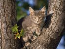 serie-one_nos-amis-les-chats_HD_3