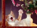 serie-one_nos-amis-les-chats_HD_4