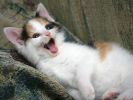 serie-one_nos-amis-les-chats_HD_5