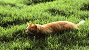 serie-one_nos-amis-les-chats_HD_6