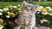 serie-one_nos-amis-les-chats_HD_8