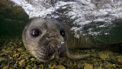phoque-animal_fonds-et-images-surprenantes_telechargement_05