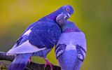 amour-couple-oiseaux
