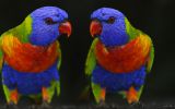 couleurs-des-oiseaux-en-couple