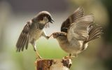 dispute-de-couple-oiseaux