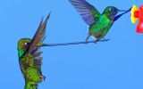 entraide-les-oiseaux-vivent-en-couple