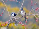 huppes-oiseaux-en-couple