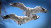mouettes-les-oiseaux-vivent-en-couple