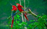 perroquets-les-oiseaux-vivent-en-couple