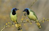 rencontre-oiseaux-en-couple