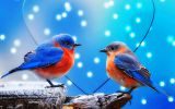 rendez-vous-oiseaux-en-couple
