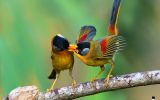 sur-la-branche-couple-oiseaux