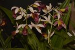 bouquet-floral-orchidees-exposition