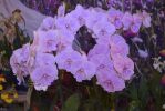 bouquet-orchidees-rares