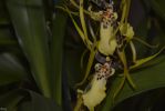 duo-orchidees