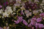 ensemble-d-orchidees-07