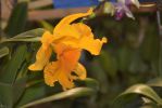 orchidee-rare