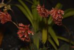 orchidees-2