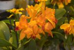 orchidees-exposition-bouquet-orange