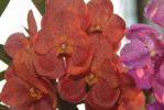 orchidees-exposition-ecarlate
