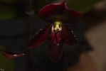 orchidees-paphiopodilum