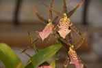 orchidees-photo-exposition