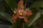 orchidees-raere