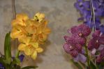 sur-le-mur-orchidees-exposition
