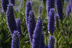 bleu-intense-viperine-de-madere