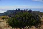 buisson-sauvage-viperine-de-madere