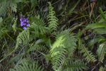 la-Viperine-ou-Herbe-aux-viperes